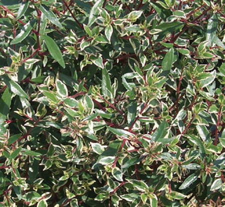 abelia-x-grandiflora-confetti-glossy-abelia