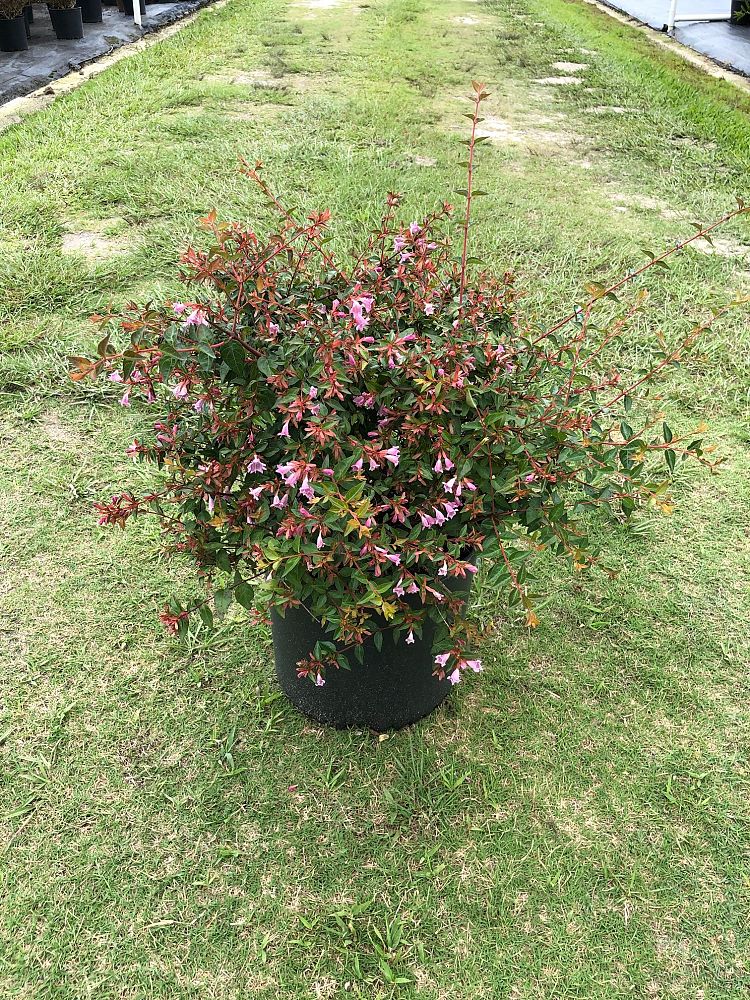 abelia-x-grandiflora-edward-goucher-glossy-abelia