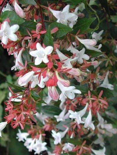 abelia-x-grandiflora-little-richard-glossy-abelia