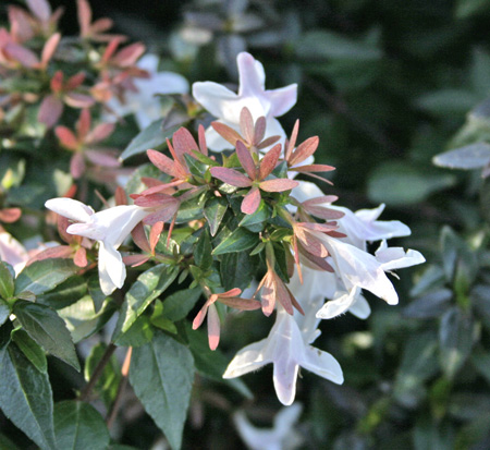 abelia-x-grandiflora-little-richard-glossy-abelia