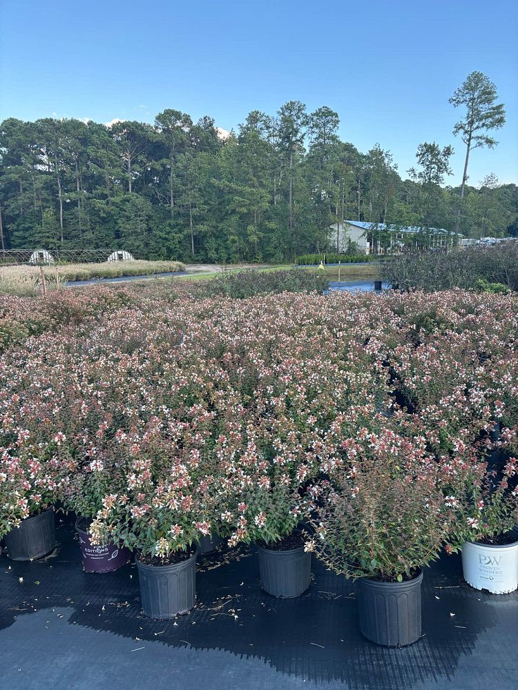 abelia-x-grandiflora-little-richard-glossy-abelia