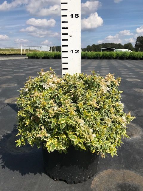 abelia-x-grandiflora-radiance-glossy-abelia