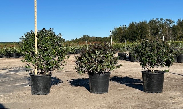 abelia-x-grandiflora-rose-creek-glossy-abelia