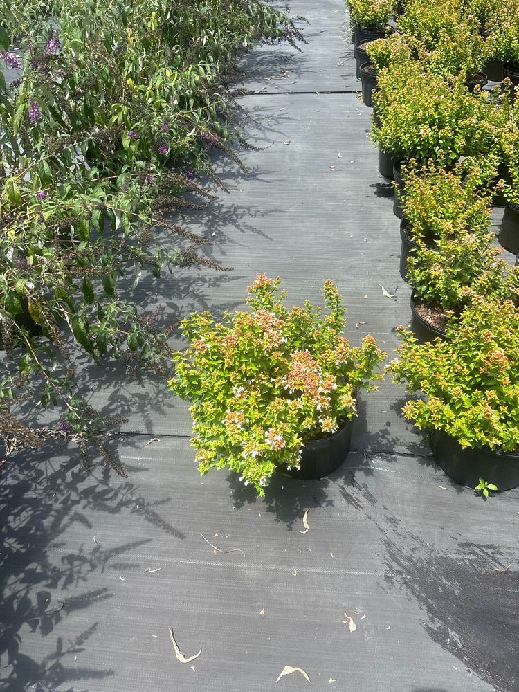 abelia-x-grandiflora-rose-creek-glossy-abelia