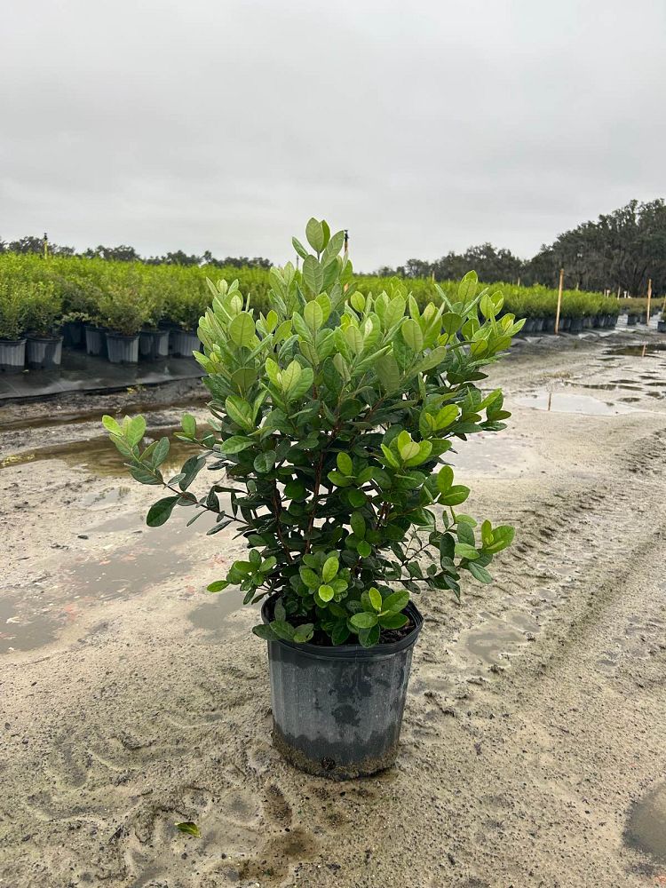 acca-sellowiana-pineapple-guava-feijoa-sellowiana