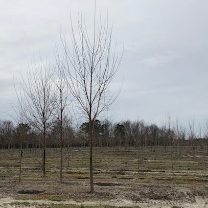 acer-buergerianum-trident-maple