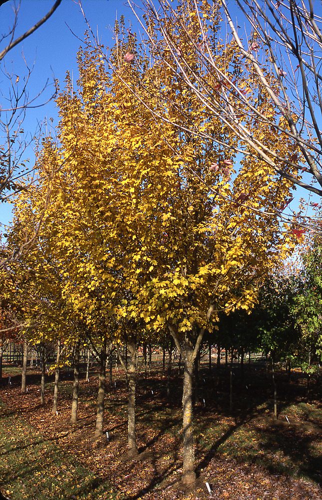 acer-campestre-metro-gold-hedge-maple