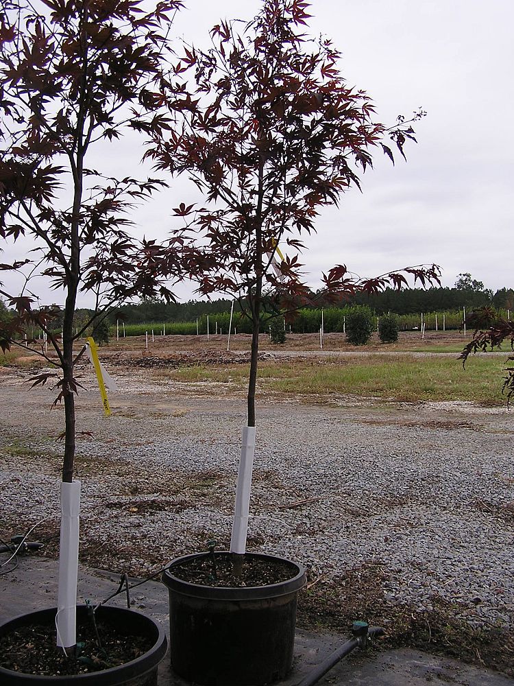 acer-palmatum-bloodgood-japanese-maple
