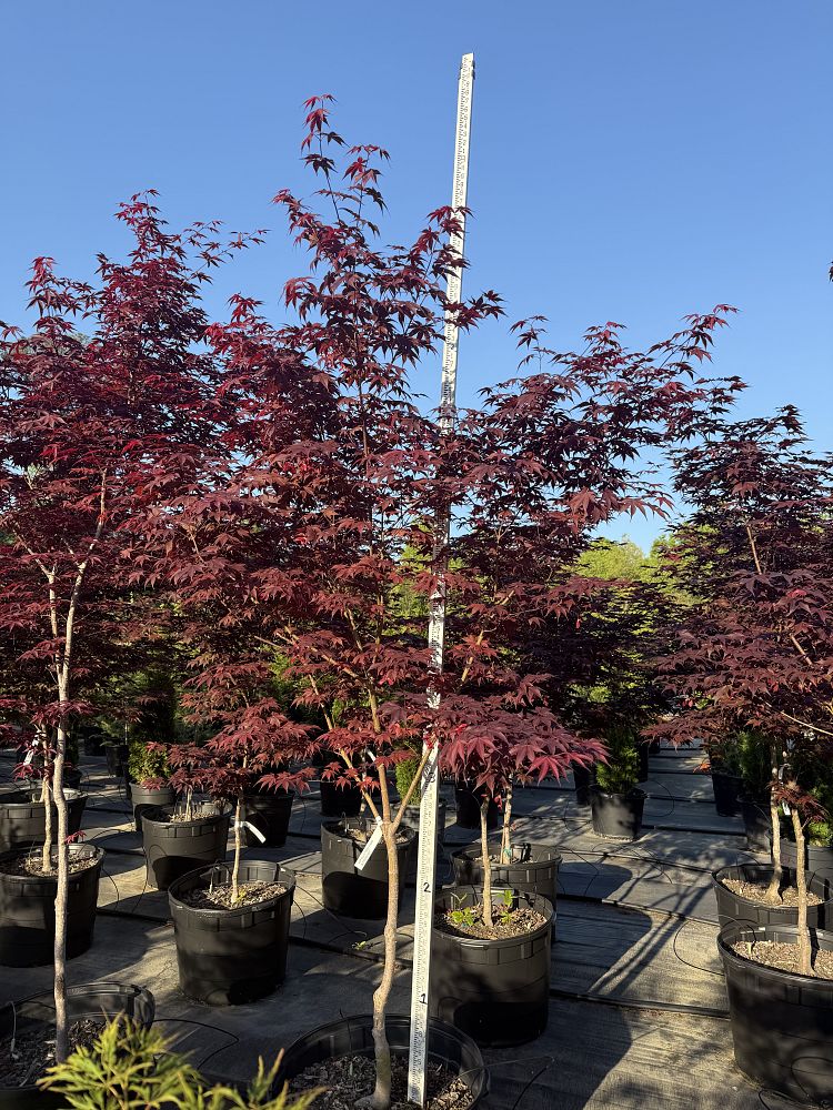 acer-palmatum-bloodgood-japanese-maple