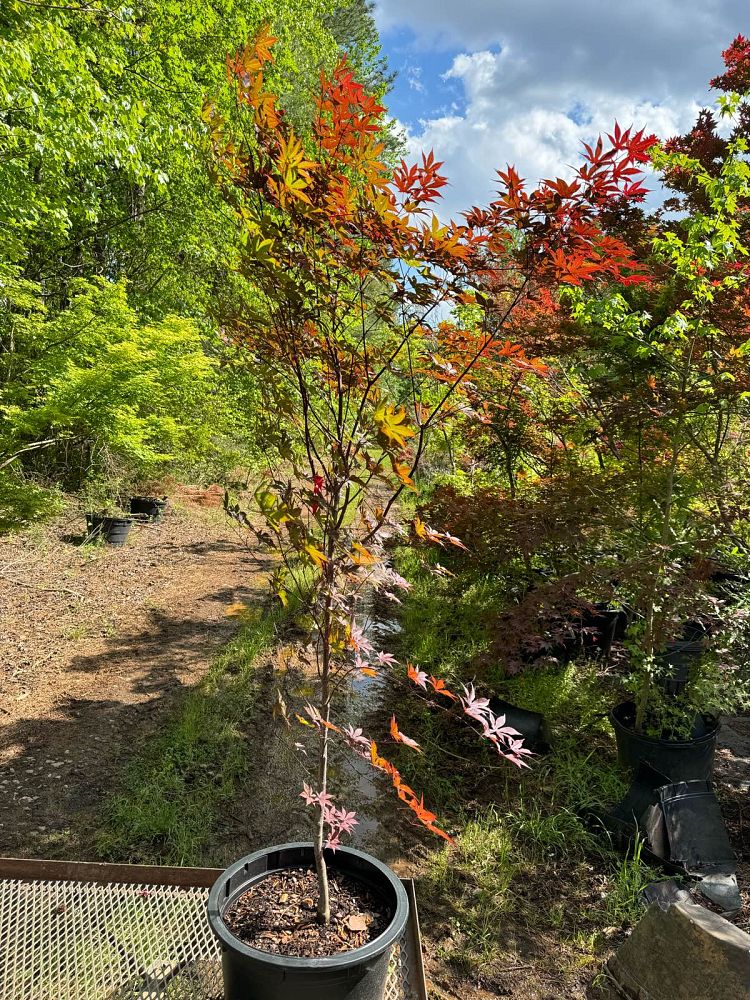 acer-palmatum-bloodgood-japanese-maple