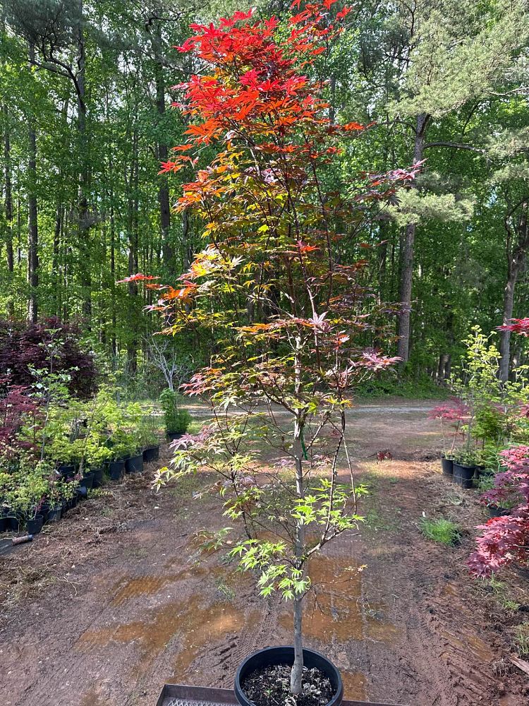 acer-palmatum-bloodgood-japanese-maple