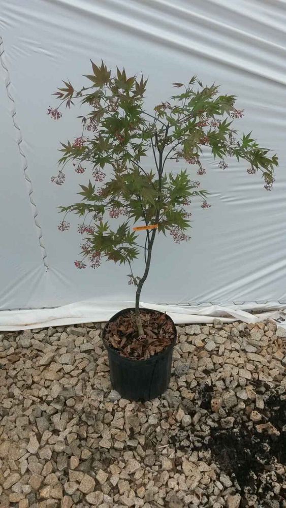 acer-palmatum-hefner-s-red-japanese-maple