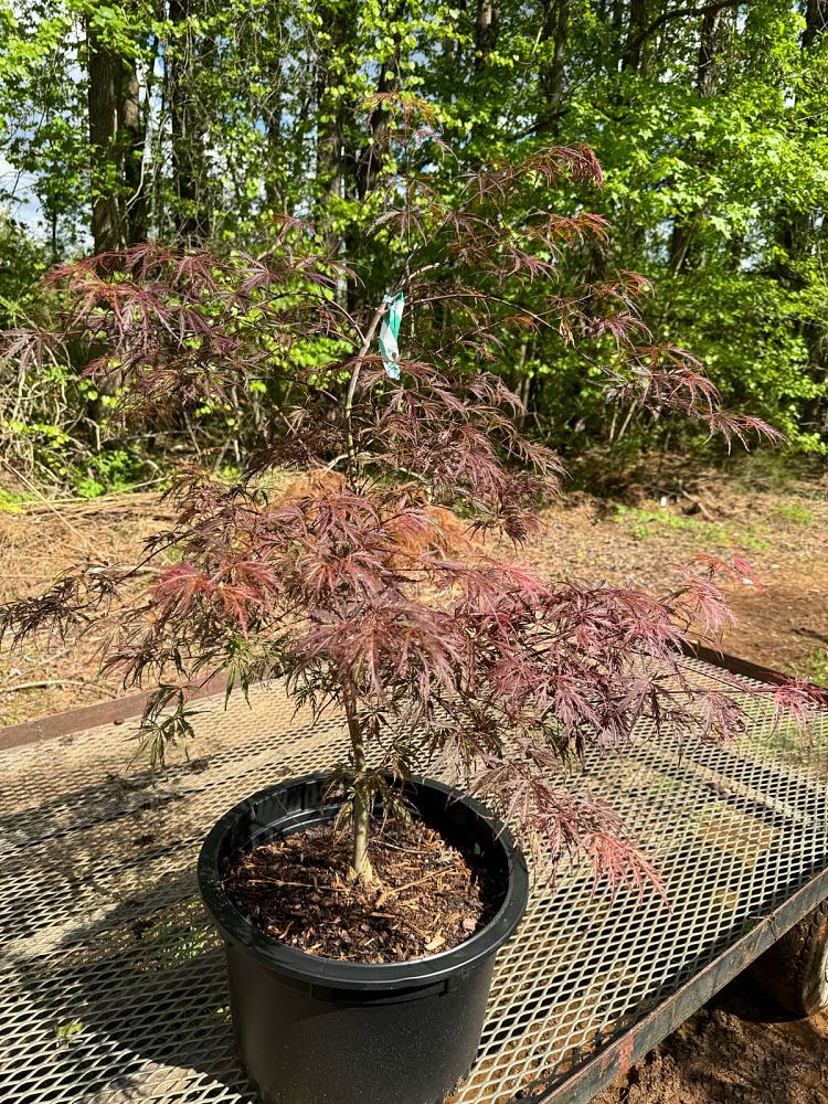 acer-palmatum-inaba-shidare-threadleaf-japanese-maple-cutleaf-japanese-maple