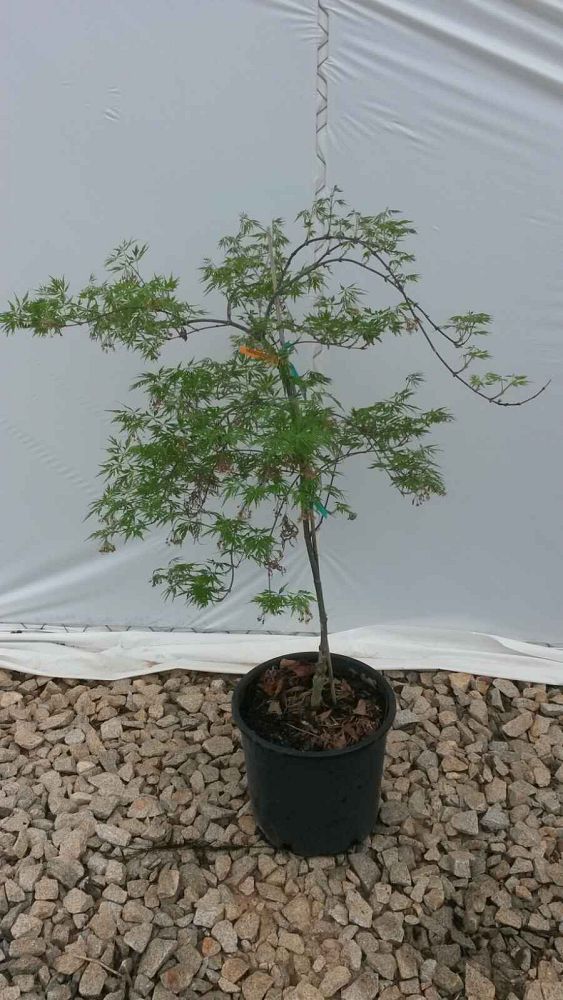 acer-palmatum-orangeola-japanese-maple