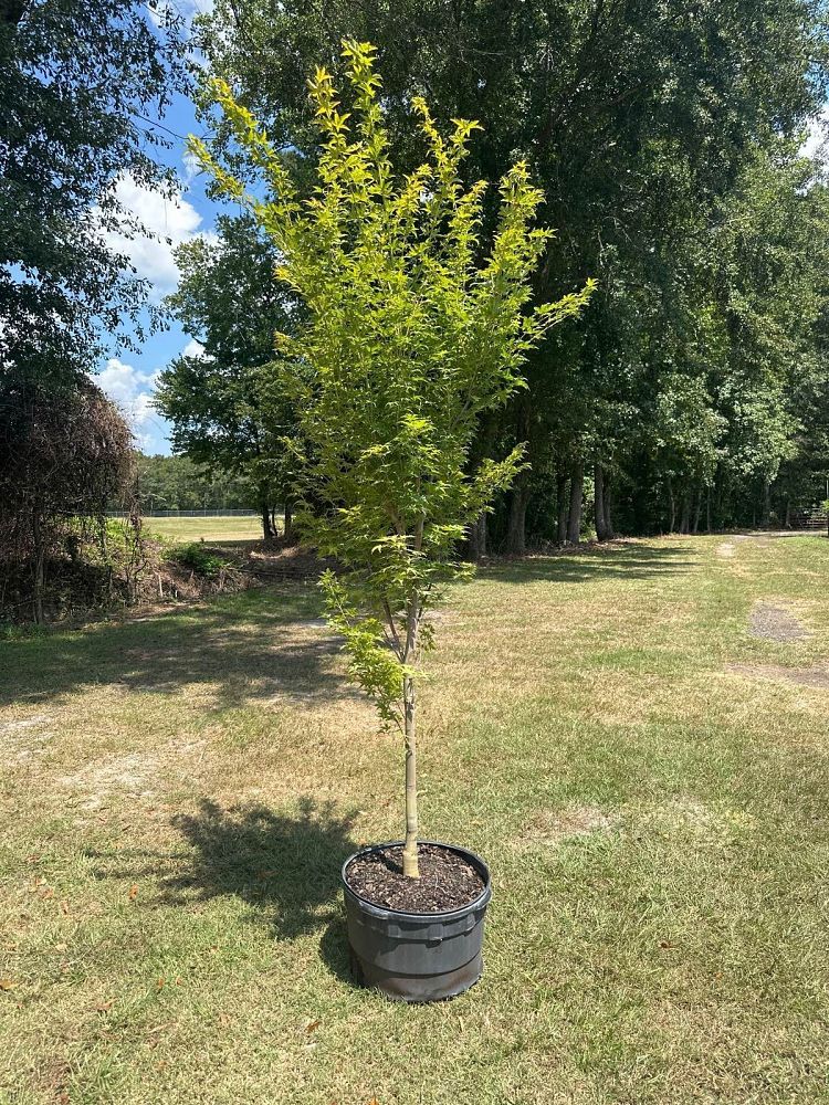 acer-palmatum-sango-kaku-japanese-maple-coral-bark