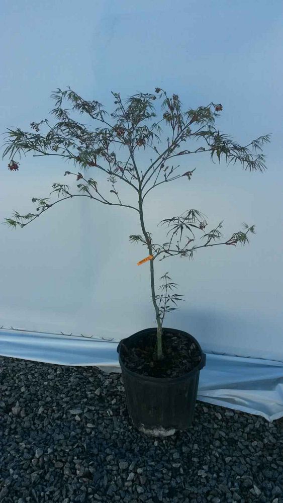 acer-palmatum-tamukeyama-japanese-maple