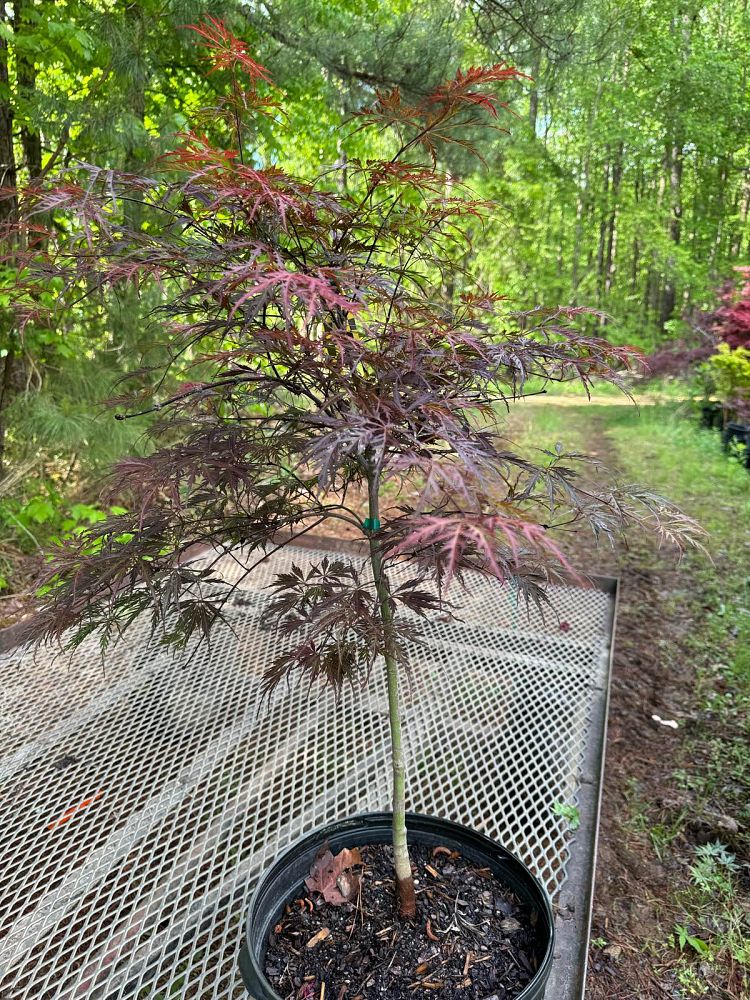 acer-palmatum-tamukeyama-japanese-maple