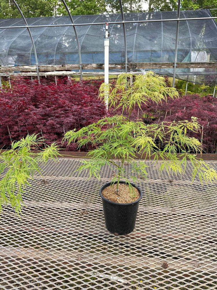 acer-palmatum-waterfall-threadleaf-japanese-maple-cutleaf-japanese-maple