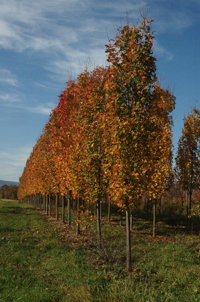acer-rubrum-armstrong-red-maple