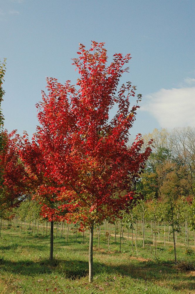acer-rubrum-autumn-flame-red-maple