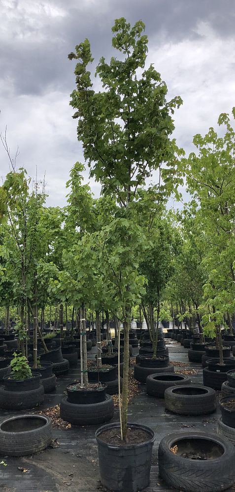 acer-rubrum-brandywine-red-maple