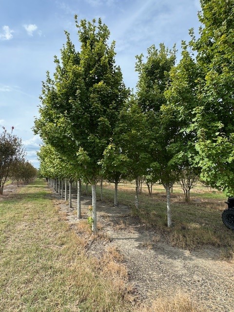 acer-rubrum-brandywine-red-maple