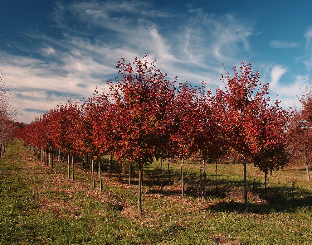 acer-rubrum-october-glory-red-maple-pni-0268