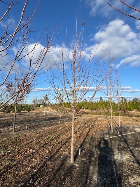 acer-rubrum-october-glory-red-maple-pni-0268