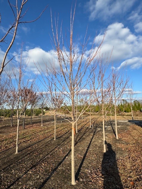 acer-rubrum-october-glory-red-maple-pni-0268