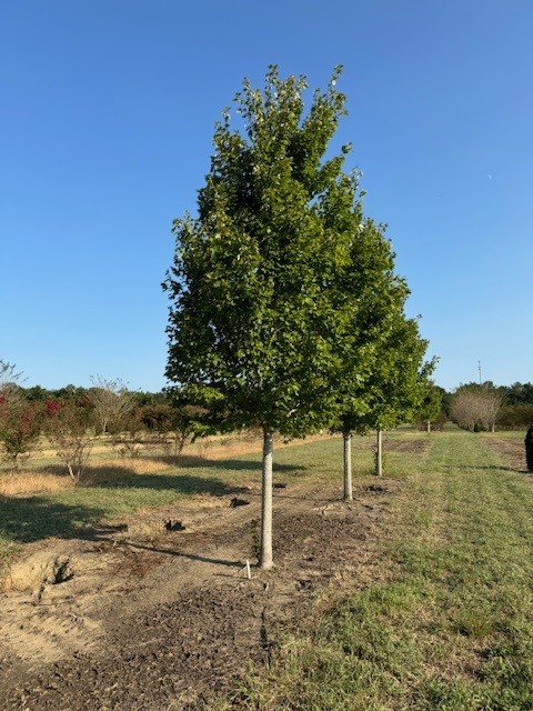 acer-rubrum-october-glory-red-maple-pni-0268