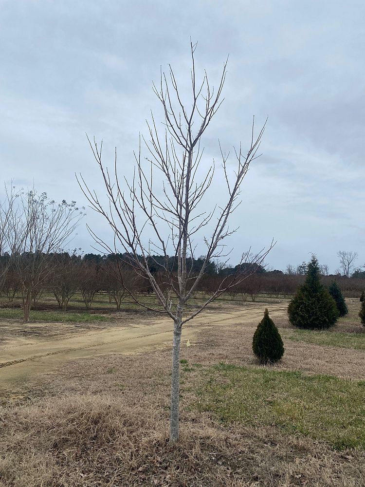 acer-rubrum-october-glory-red-maple-pni-0268