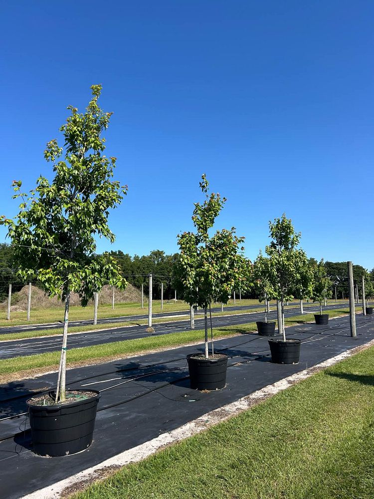 acer-rubrum-red-maple-rufacer-rubrum