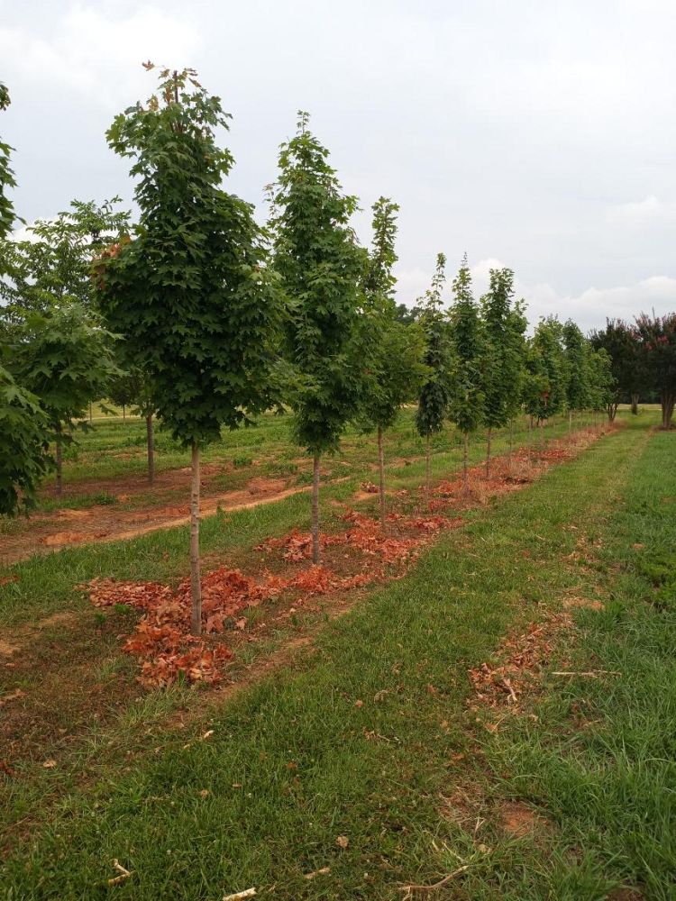 acer-saccharum-green-mountain-sugar-maple