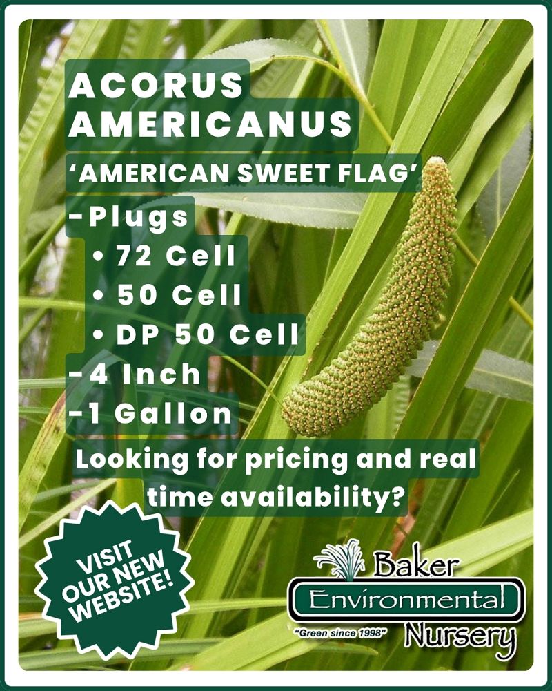 acorus-americanus-sweetflag