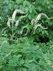 actaea-racemosa-black-snakeroot-fairy-candles-black-cohosh-cimicifuga-racemosa