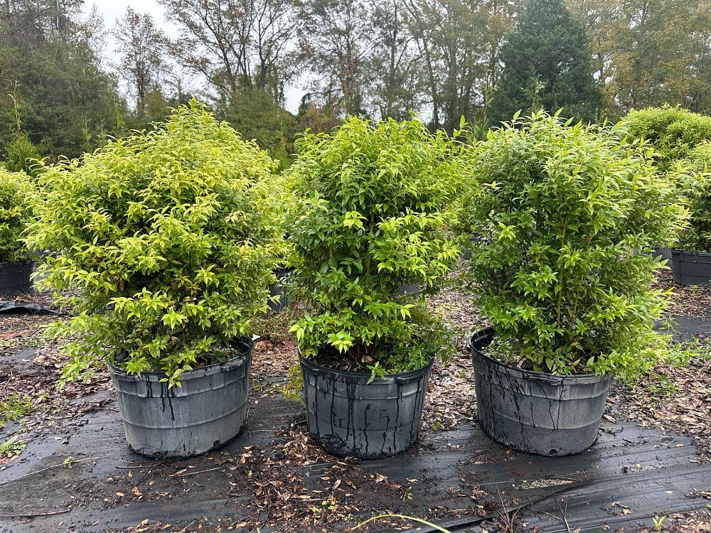 agarista-populifolia-leucothoe-populifolia-florida-leucothoe-florida-hobblebush