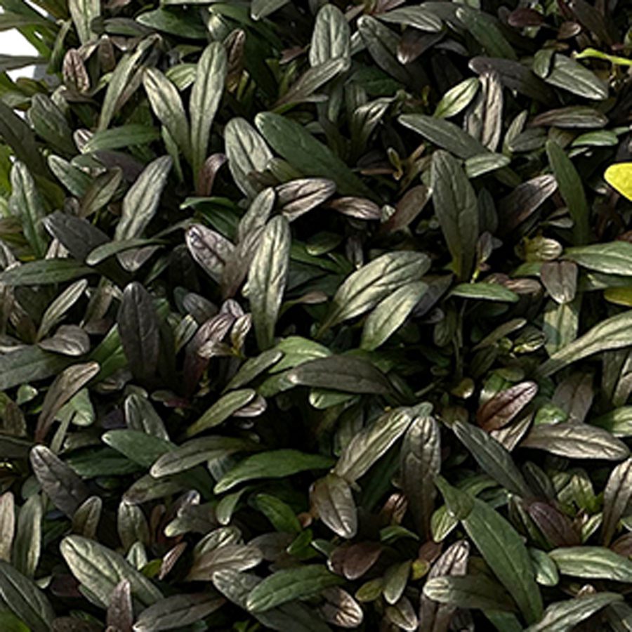 ajuga-reptans-nobnig-noble-nightingale-bugleweed