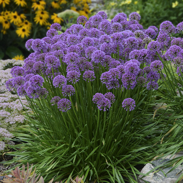 allium-allmig1-millennium-ornamental-onion