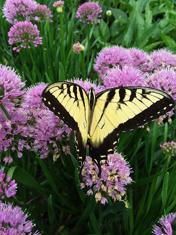 allium-allmig1-millennium-ornamental-onion