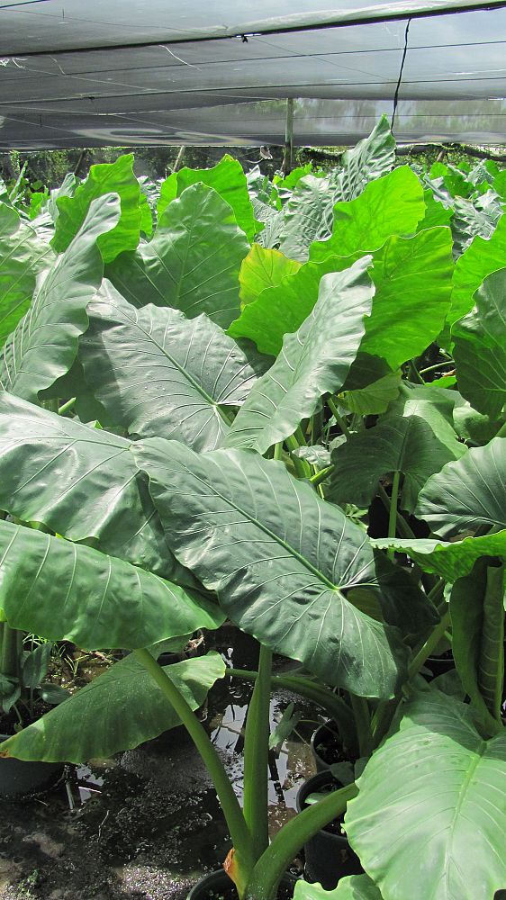 alocasia-macrorrhiza-borneo-giant-elephant-ear