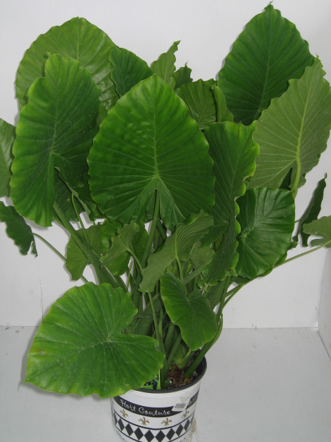 alocasia-odora-california-elephant-ear