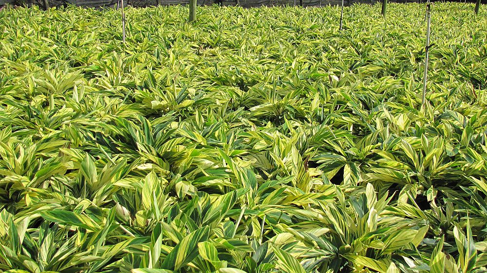 alpinia-zerumbet-variegata-shell-ginger-variegated