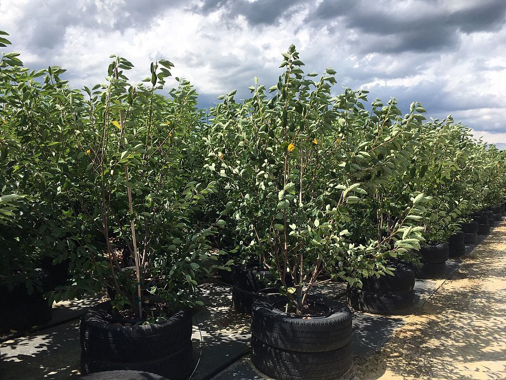 amelanchier-x-grandiflora-autumn-brilliance-apple-serviceberry