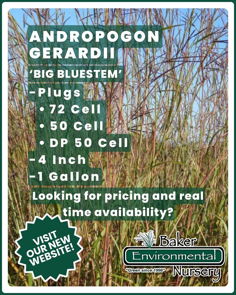 andropogon-gerardii-big-bluestem