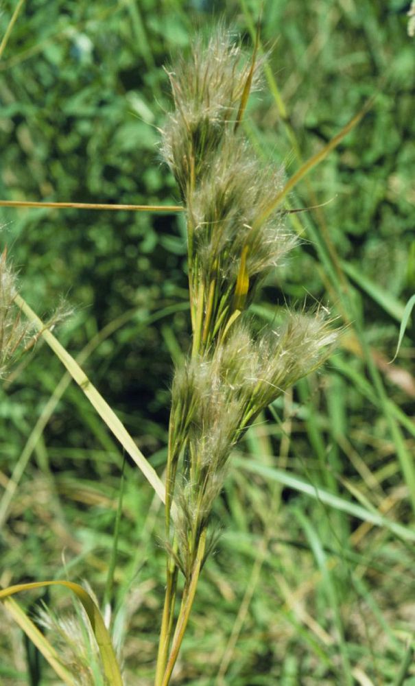 andropogon-glomeratus-blue-stem-grass-bushy-beard-grass-bluestem