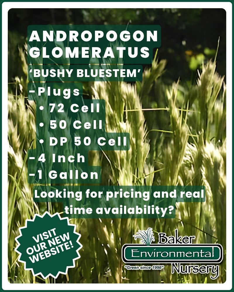andropogon-glomeratus-blue-stem-grass-bushy-beard-grass-bluestem
