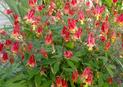 aquilegia-canadensis-canadian-wild-columbine-eastern-red-columbine