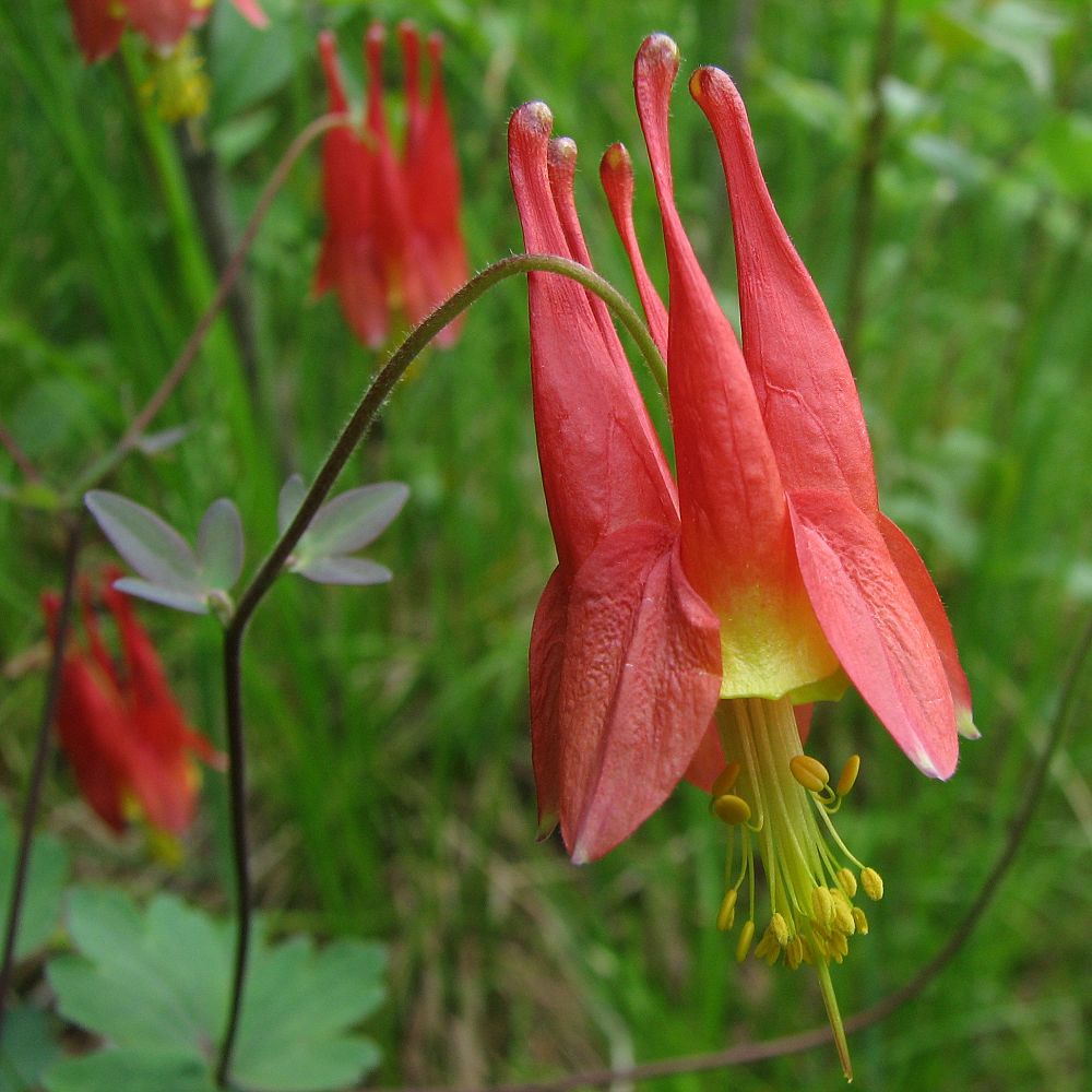 aquilegia-canadensis-canadian-wild-columbine-eastern-red-columbine