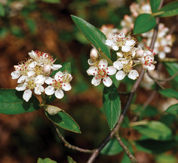 aronia-arbutifolia-brilliantissima-red-chokeberry