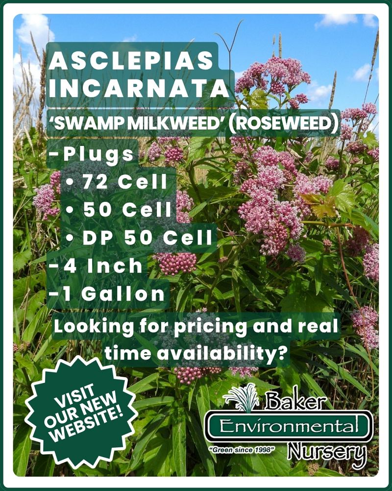 asclepias-incarnata-swamp-milkweed